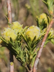 Leucadendron stellare
