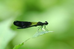 Aristocypha quadrimaculata