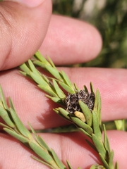 Leucadendron stellare
