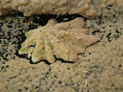 Patelloida corticata