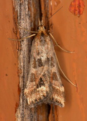 Diasemia disjectalis