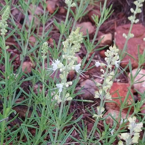 Image of Ocimum angustifolium by (c) Henry de Lange, some rights reserved (CC BY)