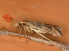 Diasemia disjectalis