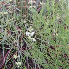 Ocimum