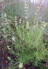 Ocimum