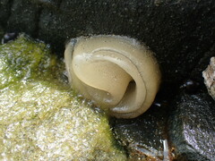 Benhamina obliquata