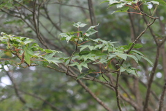 Acer flabellatum