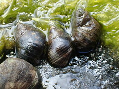 Austrolittorina cincta