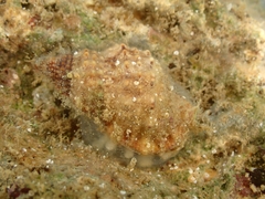 Bursidae