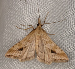 Diasemia monostigma