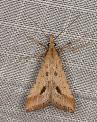 Diasemia monostigma
