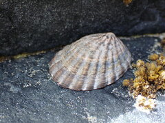 Cellana strigilis