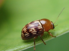 Cryptocephalus badius