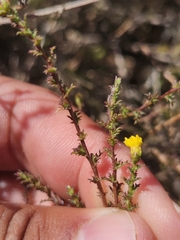 Marasmodes spinosa