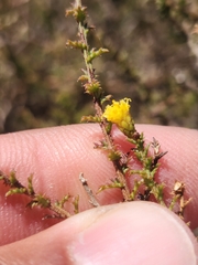 Marasmodes spinosa