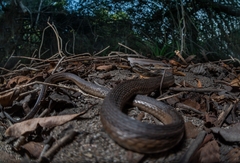 Thamnophis validus