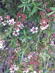 Kunzea robusta