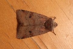 Cerastis faceta