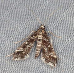 Diasemiopsis ramburialis