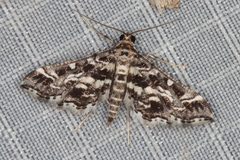 Diasemiopsis ramburialis