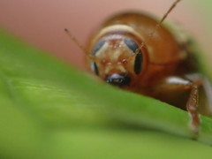 Cryptocephalus badius