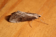 Evergestis isatidalis