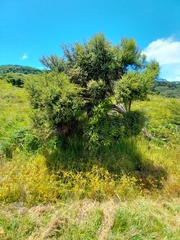 Kunzea robusta