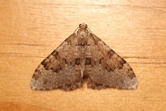 Nebula ibericata
