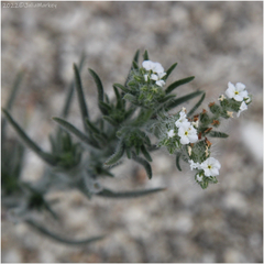 Johnstonella angustifolia