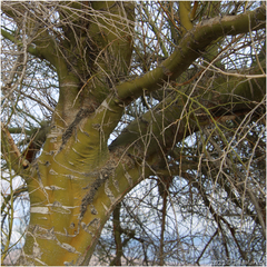 Parkinsonia florida