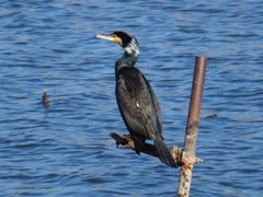 Phalacrocorax carbo hanedae