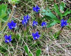 Gentiana dshimilensis