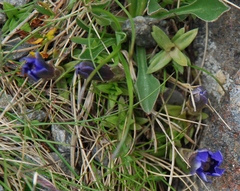 Gentiana dshimilensis