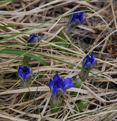 Gentiana dshimilensis