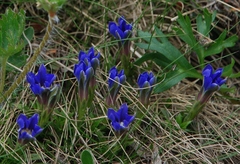 Gentiana dshimilensis