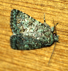 Diphtherocome verbenata