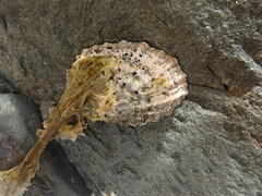 Cellana ornata