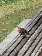 Turdus philomelos clarkei