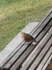 Turdus philomelos clarkei
