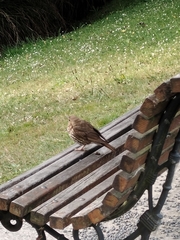 Turdus philomelos clarkei