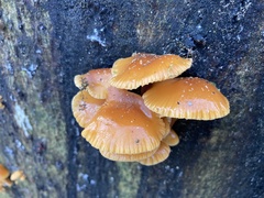 Flammulina velutipes