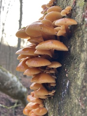 Flammulina velutipes