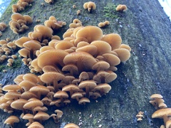 Flammulina velutipes
