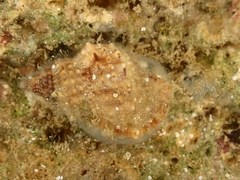 Bursidae