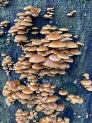 Flammulina velutipes