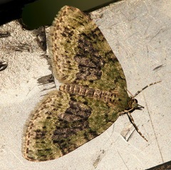 Acasis viretata