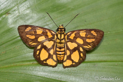 Odina hieroglyphica