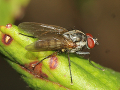 Anthomyiidae