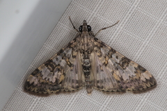 Dysallacta negatalis