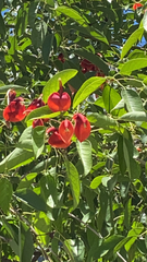 Erythrina crista-galli